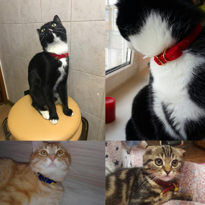 Collar para gato de terciopelo con hebilla dorada – Zarpa Feliz